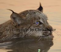 Lynx Yukon River Flats, Alaska © Copyright by Ch. Breier