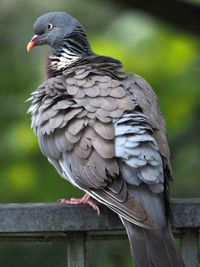 Pigeon © Copyright by Ch. Breier