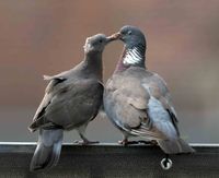 Pigeon © Copyright by Ch. Breier