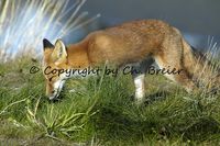 Red Fox Alaska © Copyright by Ch. Breier