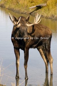 Moose Alaska © Copyright by Ch. Breier