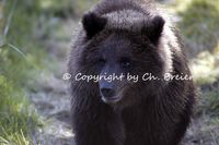 Alaska Bear © Copyright by Ch. Breier
